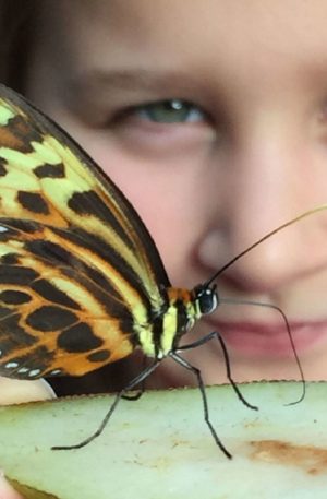 Girl looking at a butterfly at Stratford Butterfly Farm
