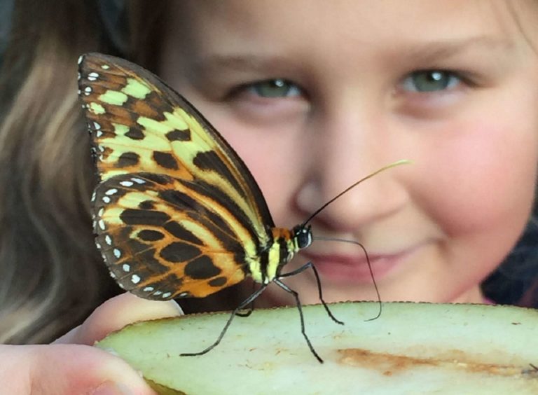 Girl looking at a butterfly at Stratford Butterfly Farm