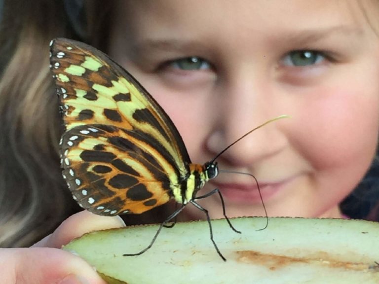 A girl looking at a butterfly at Stratford Butterfly Farm in Stratford-upon-Avon